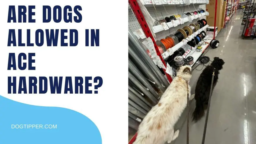 many hardware stores permit pets inside