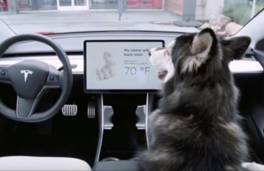 many tesla owners appreciate dog mode for peace of mind when leaving pets.