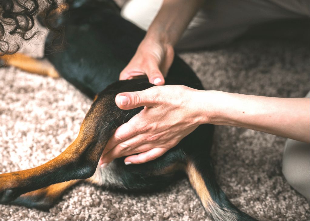 massaging dog's leg