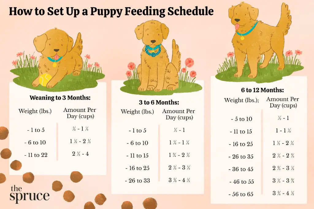 meal plan calendar for dogs