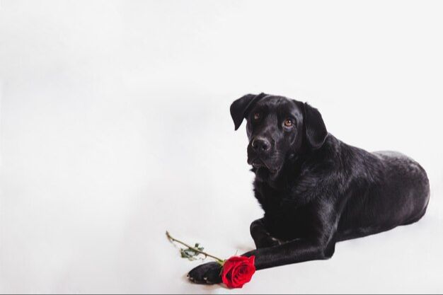 meaningful ways to honor deceased pet companions