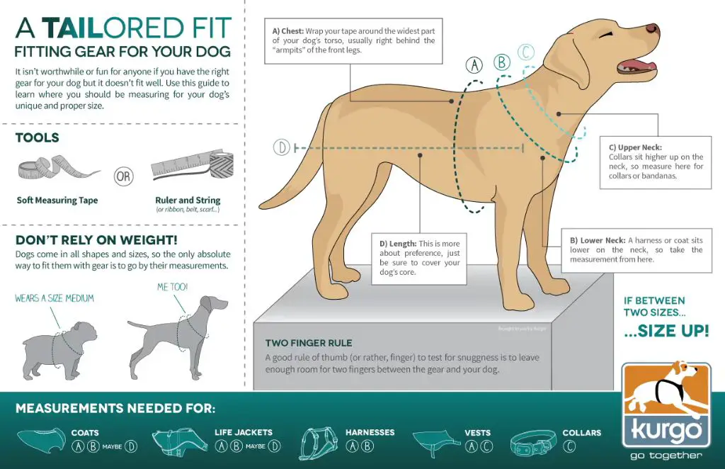 measuring device fitting dog for backpack