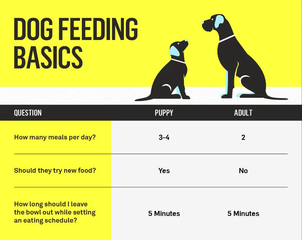 measuring proper ice cream serving sizes for dogs