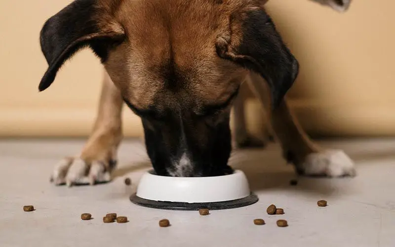 medications like steroids increasing a senior dog's appetite