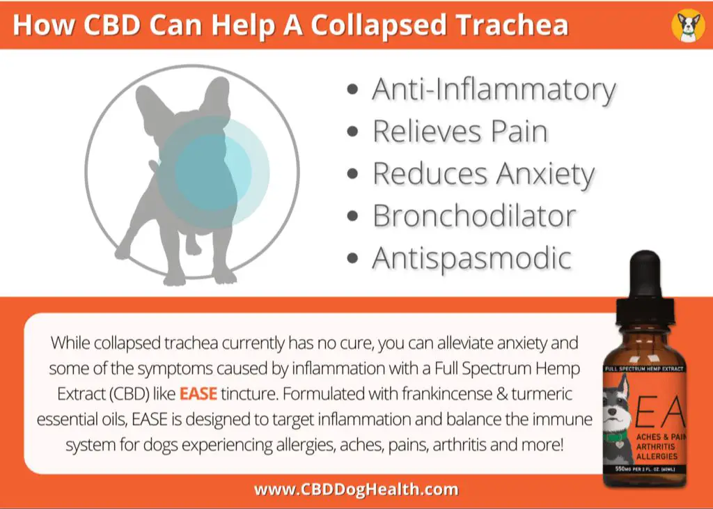 medications to treat collapsed trachea