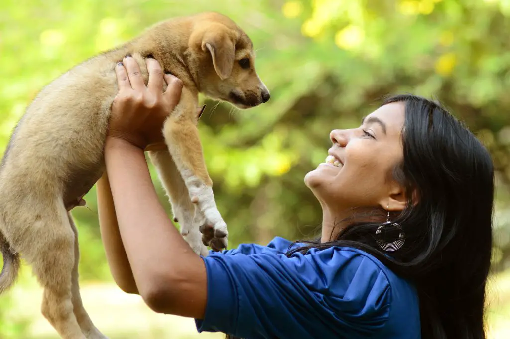 meeting an adoptable dog in person allows potential owners to evaluate the dog's personality and health.