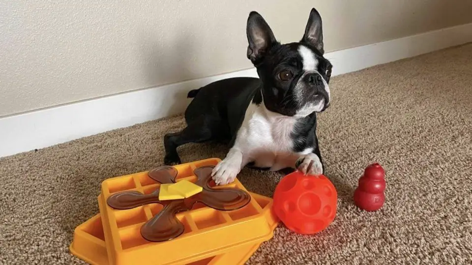 mentally stimulating dogs with toys