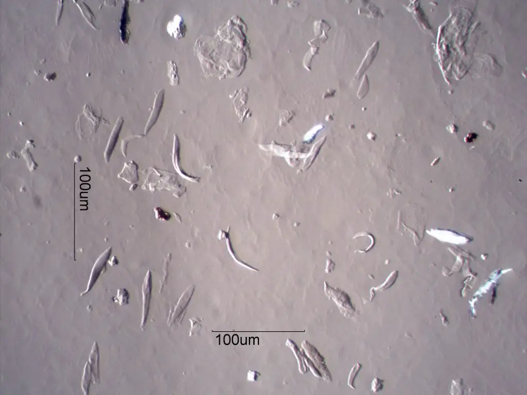 microscopic view of canine skin cells and dander