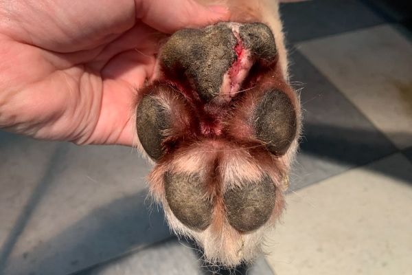 minor wound on dog's paw