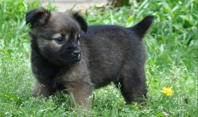 mixed breed puppies