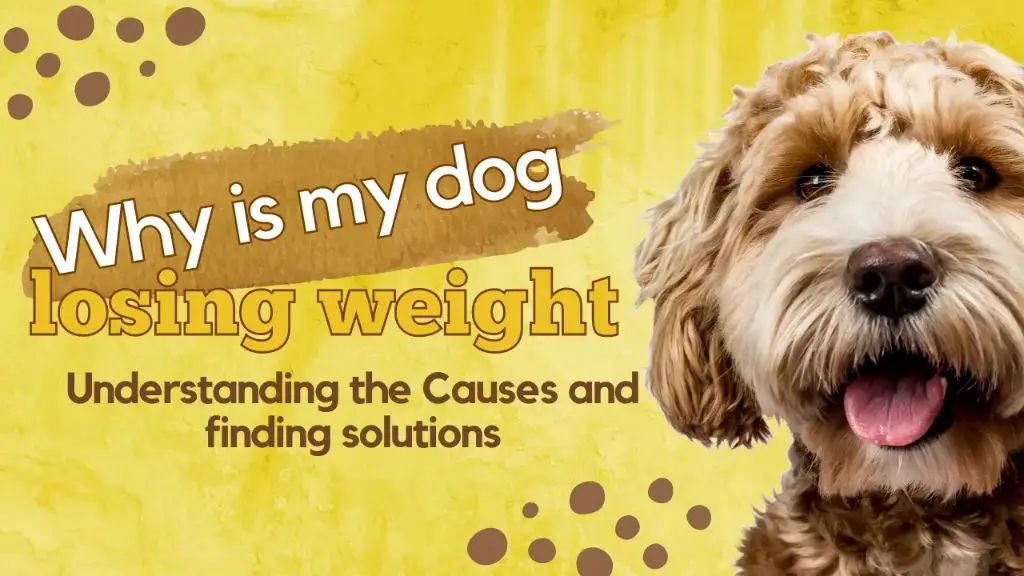 monitoring dog's health closely during diet change