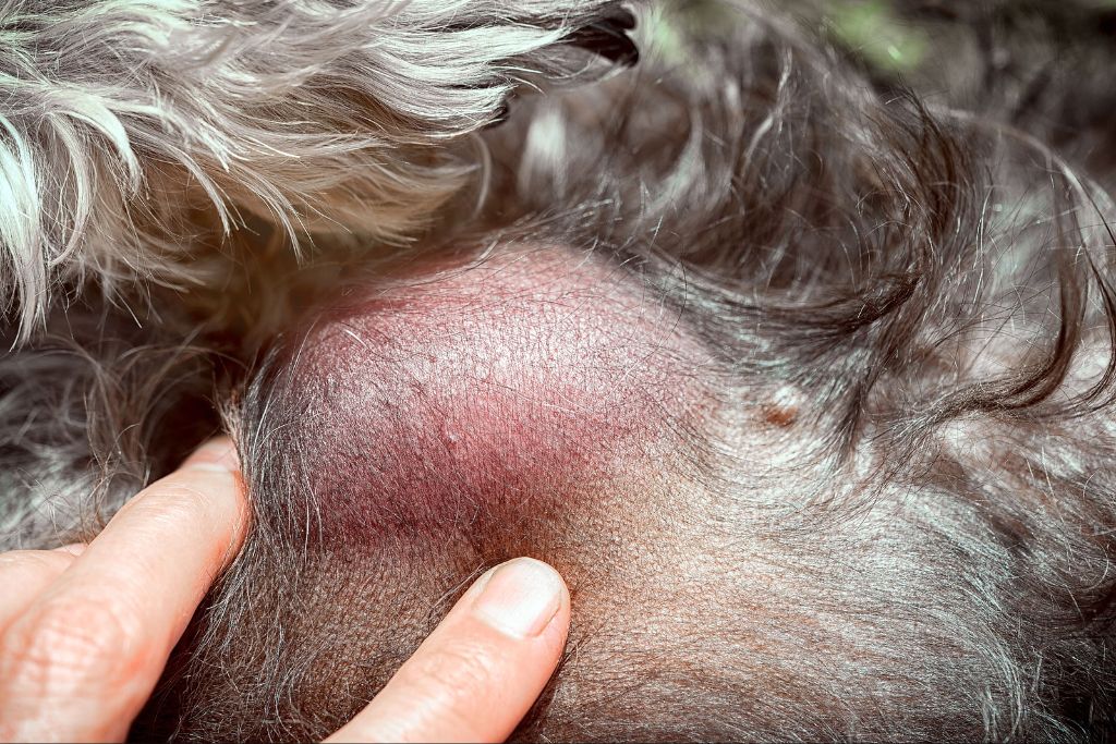 most common malignant tumors in dogs