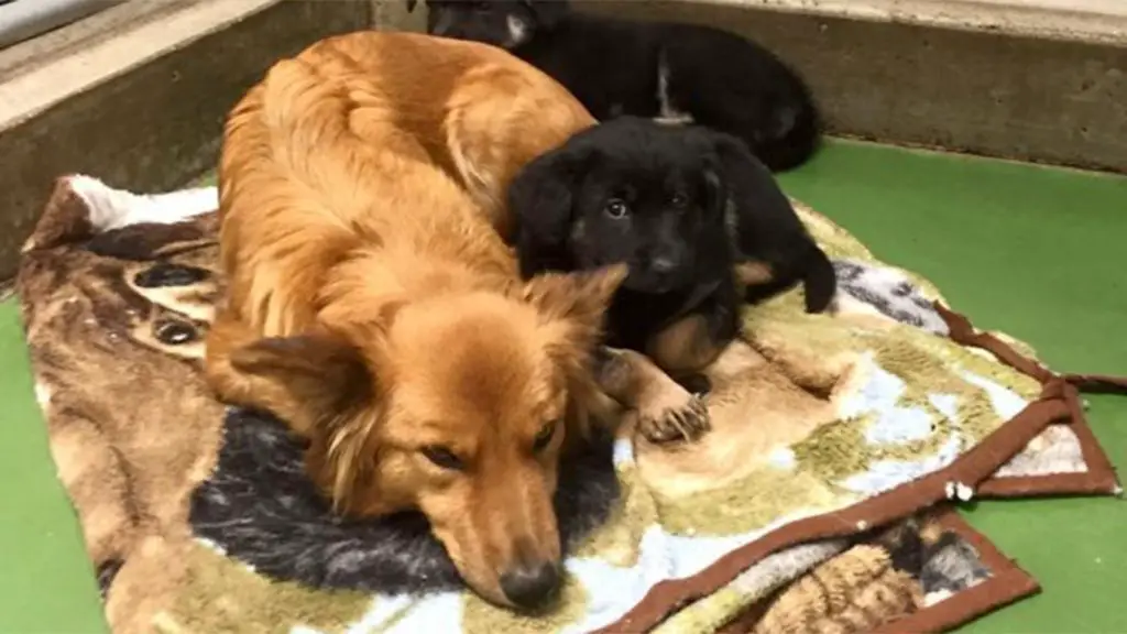 mother dog being comforted by owner after puppies went to new homes