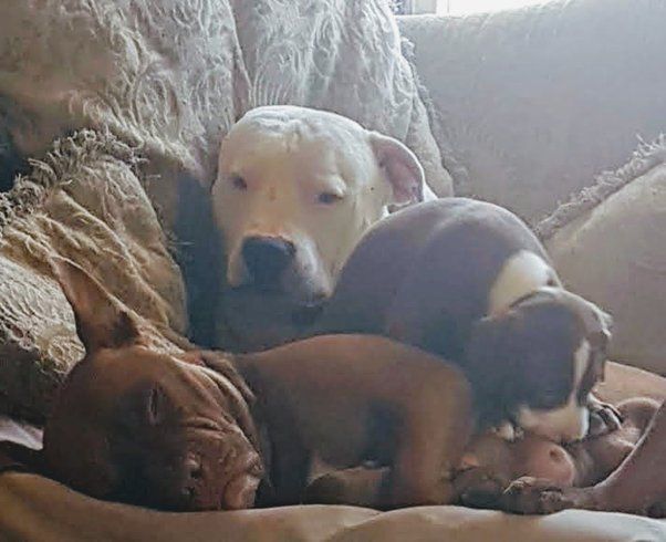 mother dog laying down and looking depressed after her puppies were sold