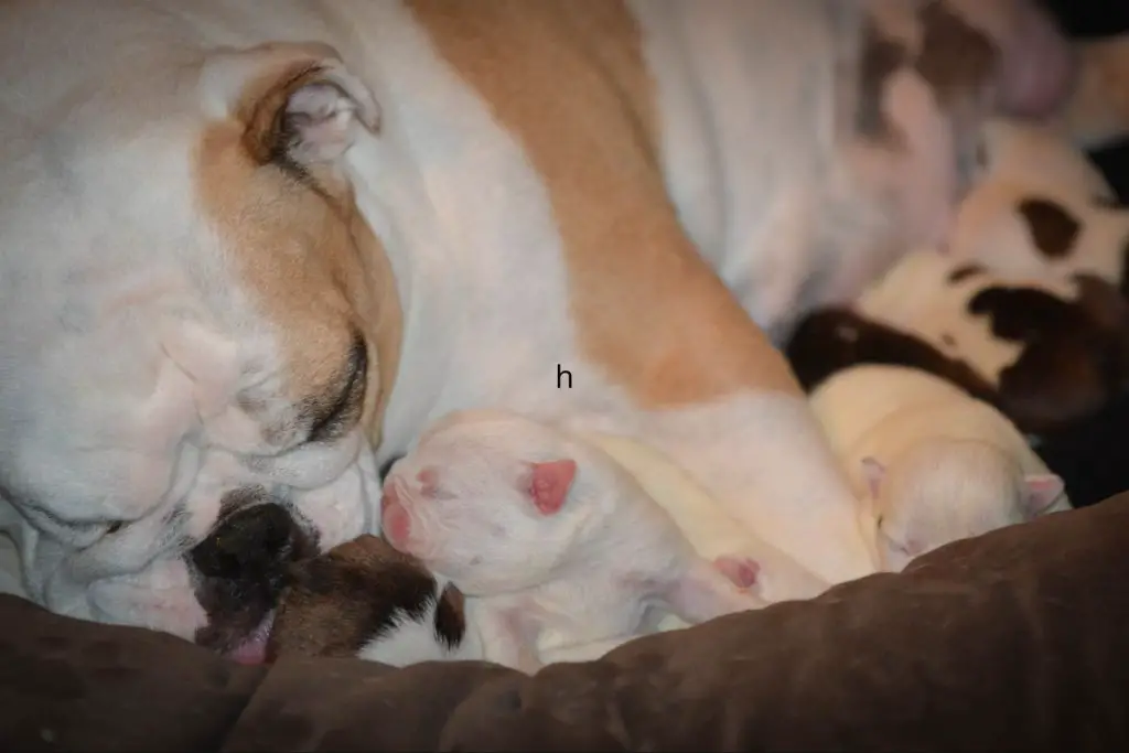 mother dog pacing and whining after her puppies left