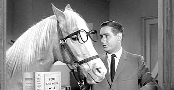 mr. ed talking horse