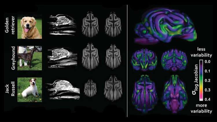 mri scan of a dog's brain