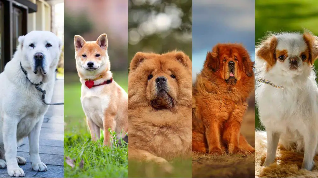 native asian breeds like shiba inu and chow chow