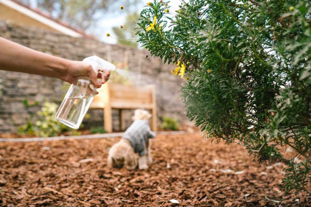 natural repellents to deter dogs from yards 