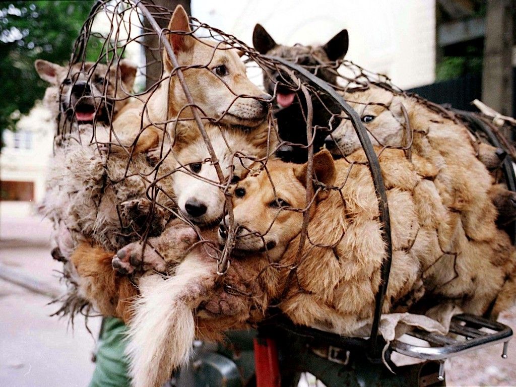 new laws in china restricting dog meat trade