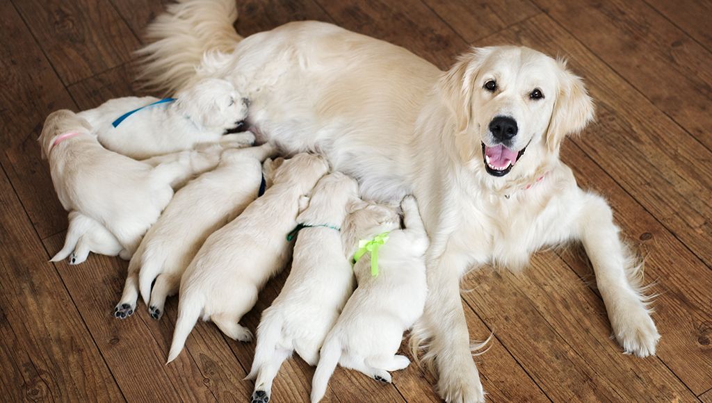 newborn puppies nursing from their mother.