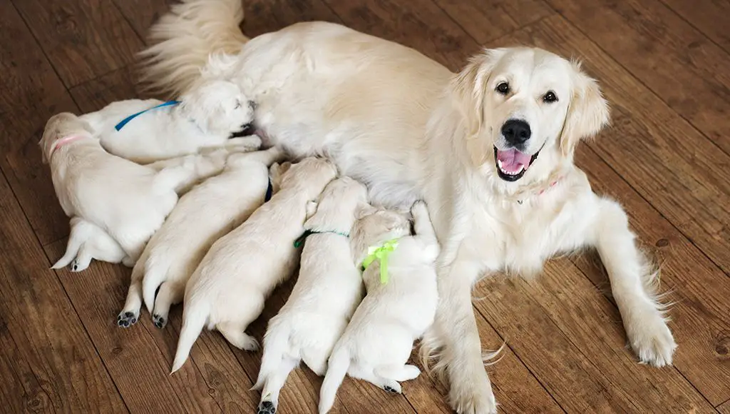 newborn puppies nursing