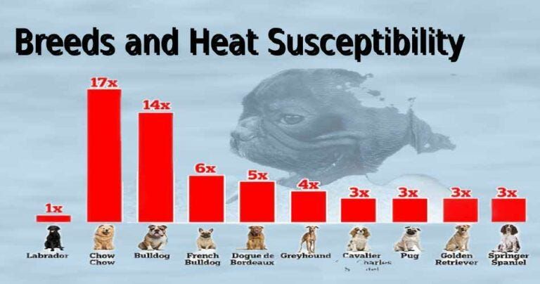 normal vs excessive sweating in dogs