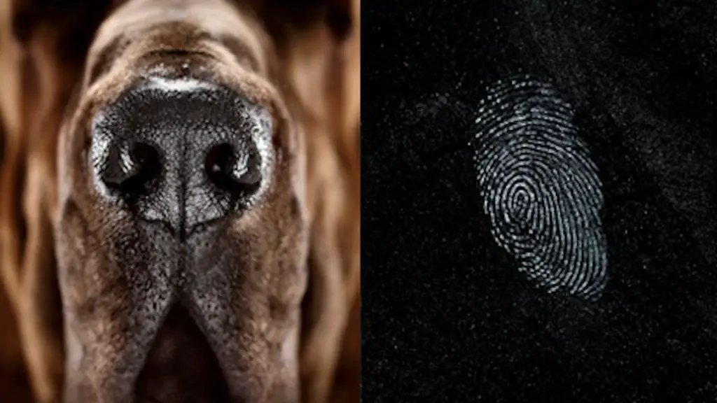 nose prints are used forensically to link dogs to crime scenes.