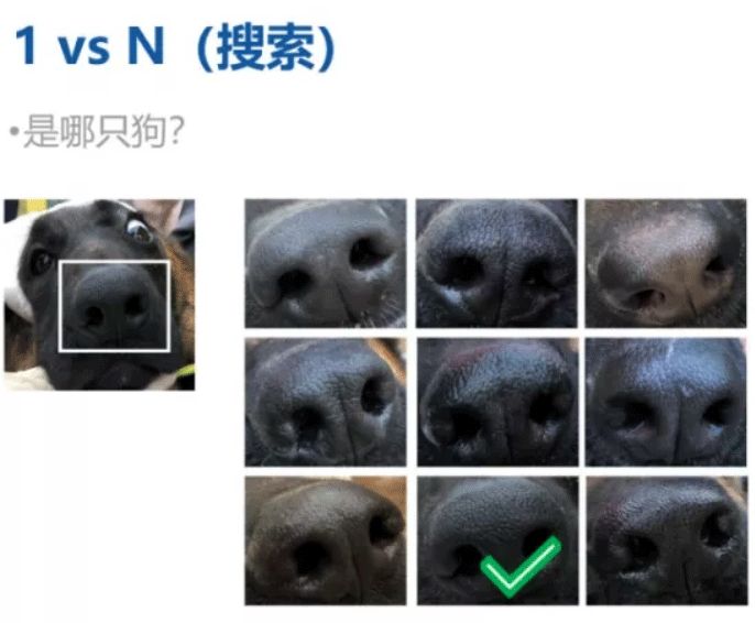 nose prints are used to identify dogs by pressing their noses onto ink pads and paper.