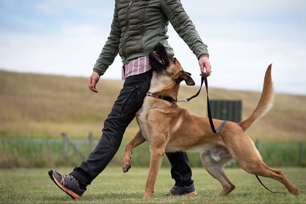 obedience training a protection dog