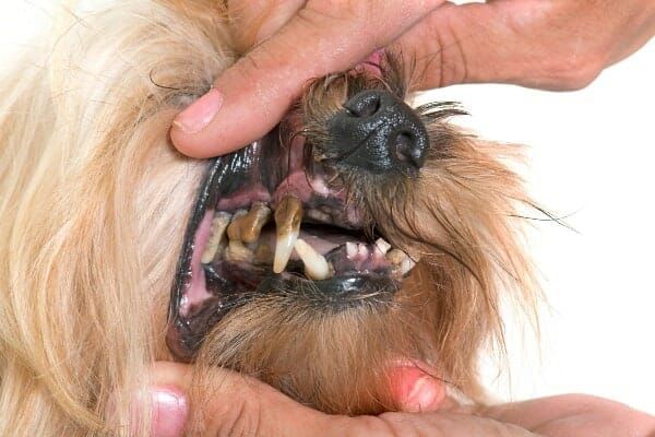 old dog struggling to chew food due to missing teeth