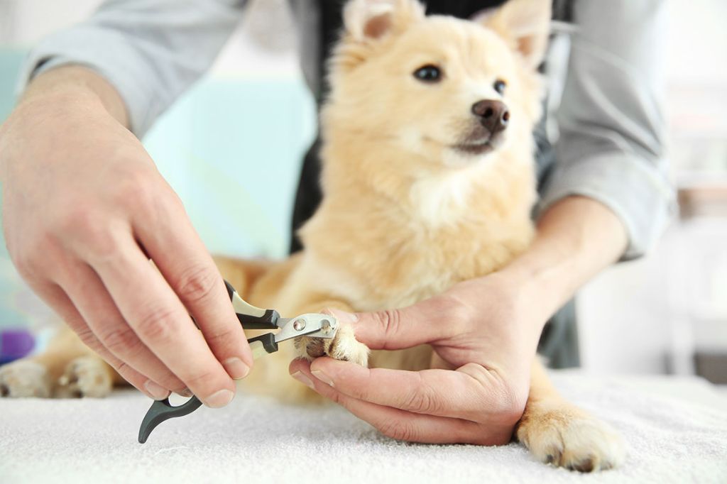 older dog getting nails trimmed