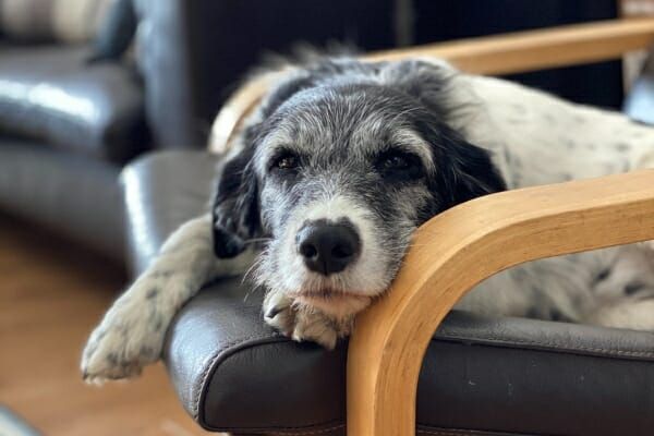 older dog staring aimlessly due to dementia