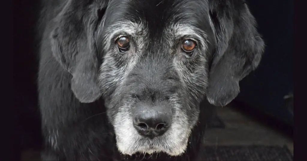 older gray-faced dog relaxing on soft dog bed