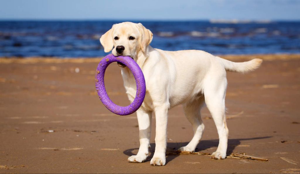 older labrador retriever playing fetch