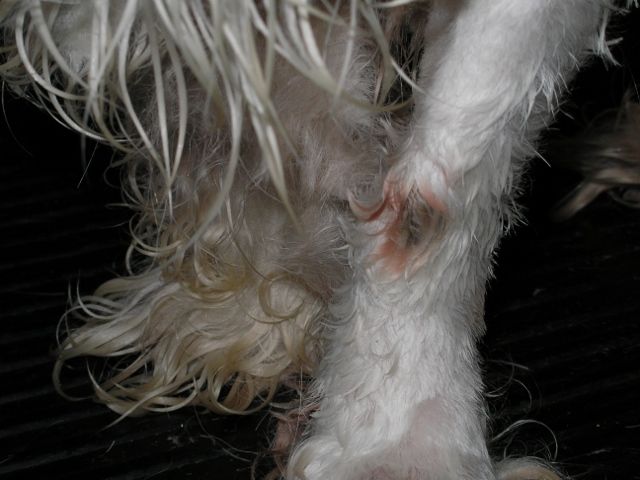 open sore on dog's skin under matted fur