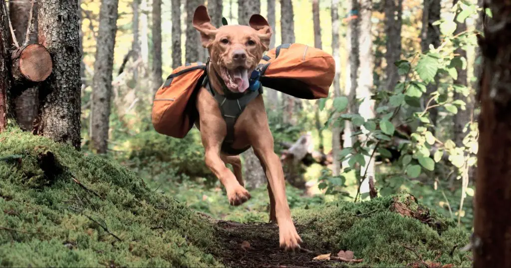 outdoor gear stores allow leashed dogs 