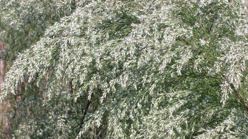 outlook for dog fennel allergy sufferers