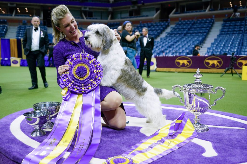 over 200 breeds compete for best in show each year at westminster