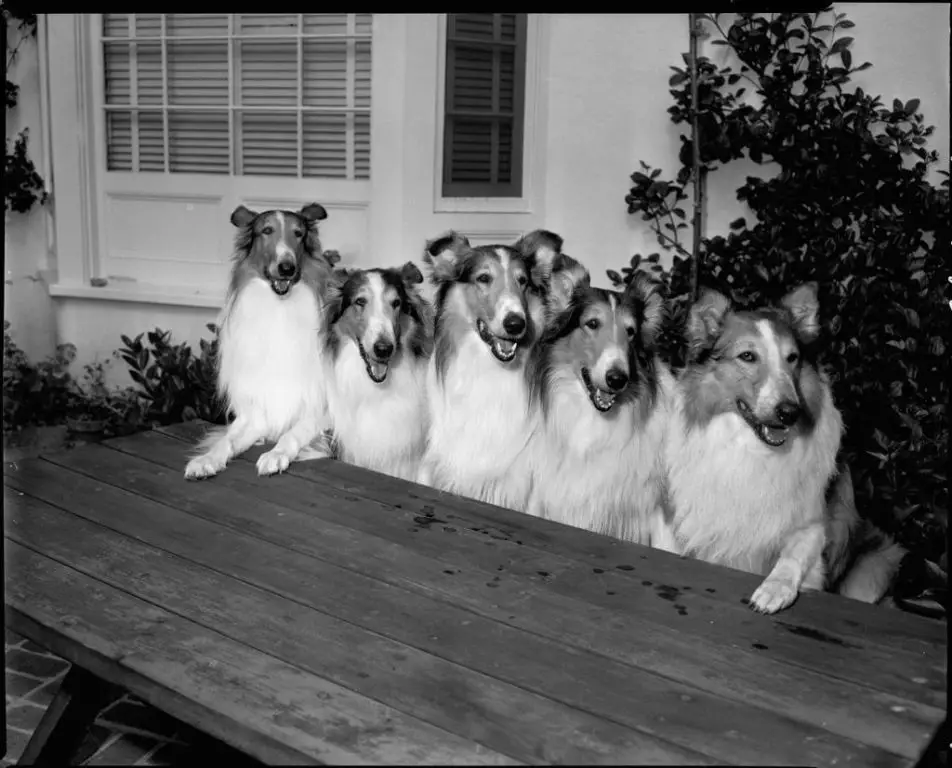 over a dozen different dogs portrayed lassie in movies and tv shows over the decades.