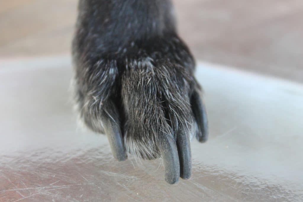 overgrown dog nails