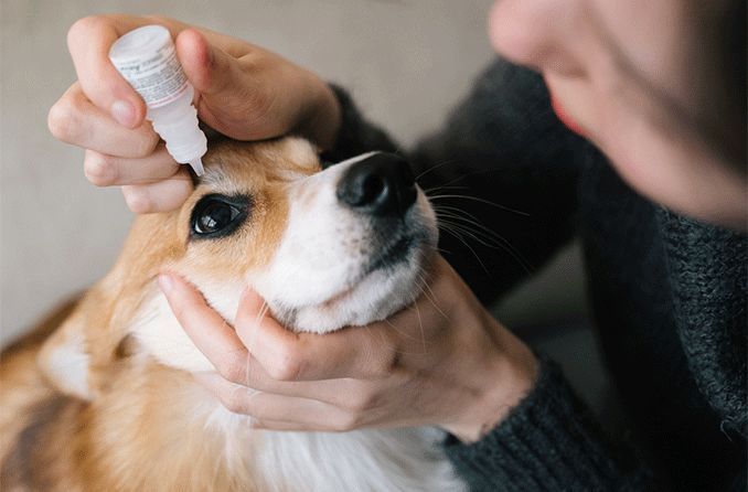 owner applying eye drops to dog's eye