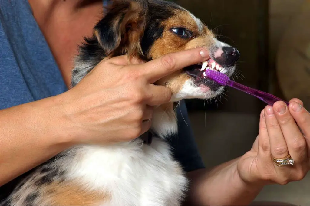 owner brushing dog's teeth