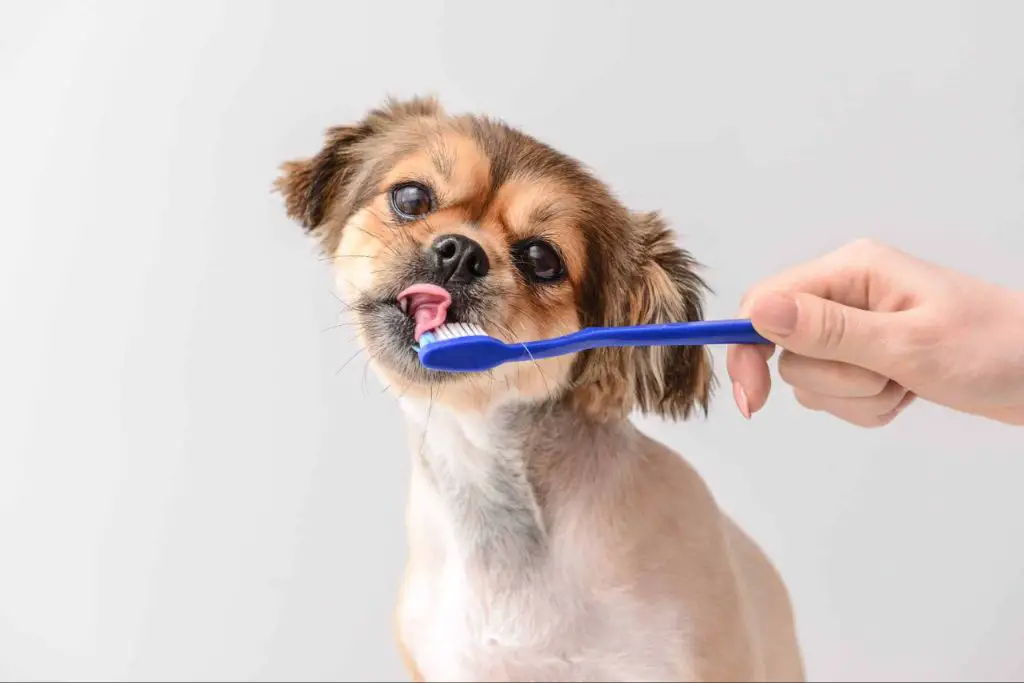 owner brushing senior dog's teeth