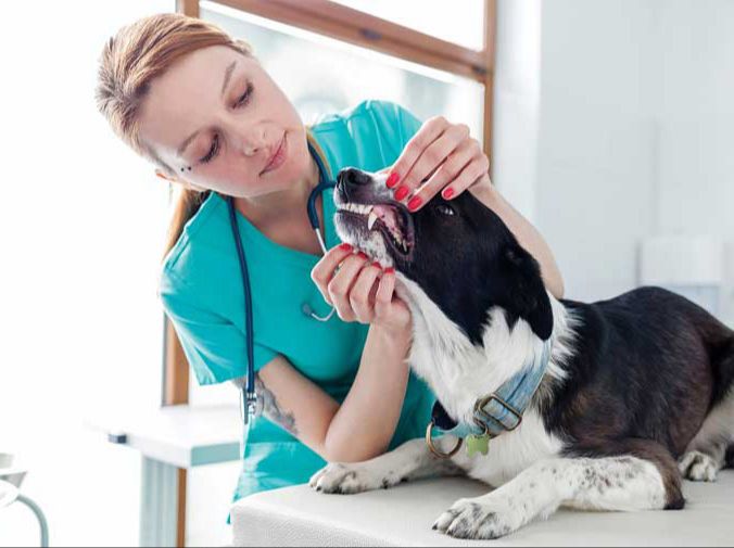 owner discussing dental options with vet