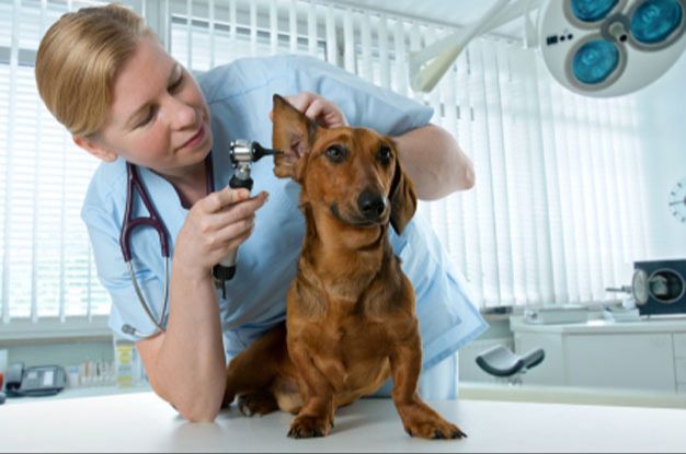 owner discussing dog's ear issue with vet.