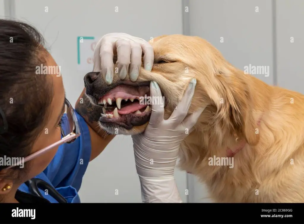 owner examining dog's teeth