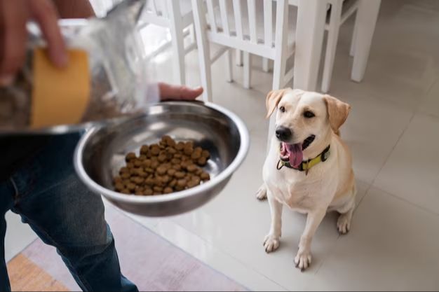 owner feeding dog healthy diet to prevent cancer