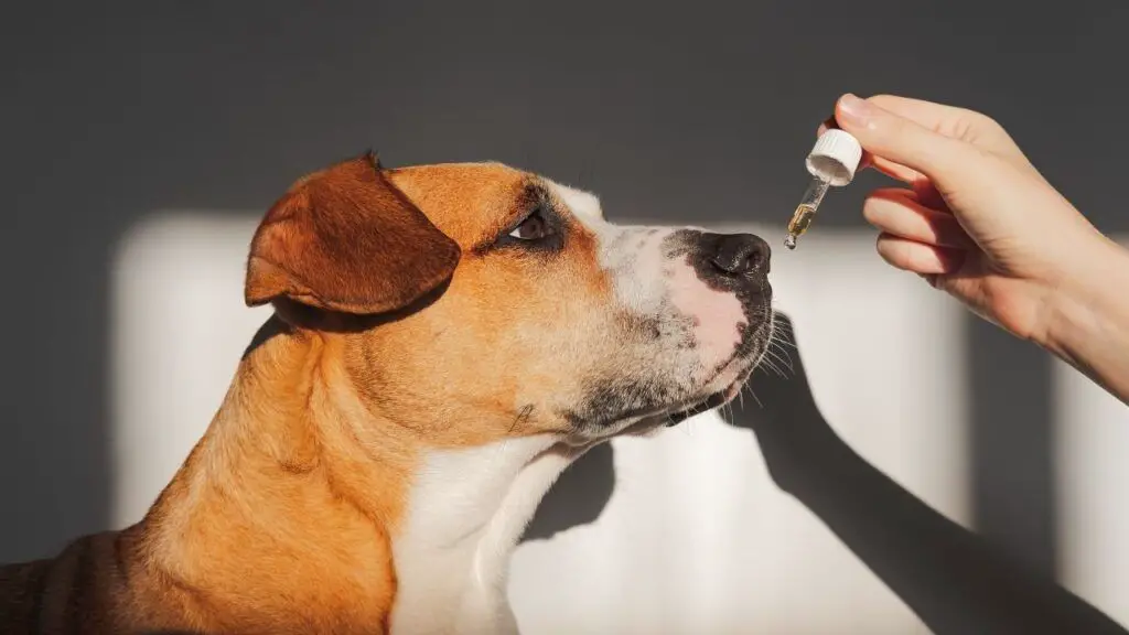 owner giving cbd supplement to dog with cancer