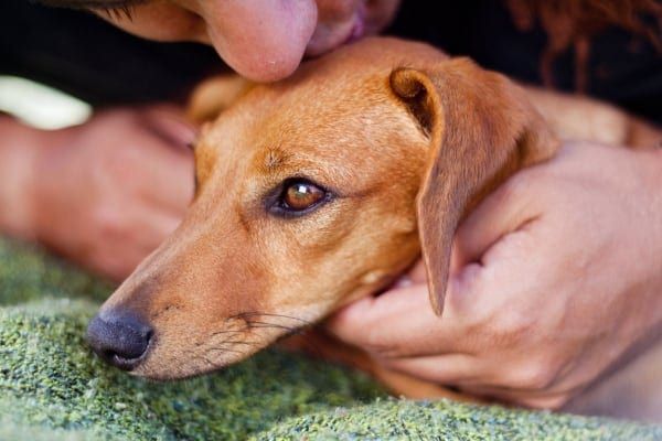 owner performing eye exercises with a dog